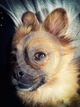 Doggy portrait