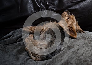 Doggy rests on a couch