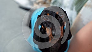 Doggy sits on sofa near owner looking forward to being petted