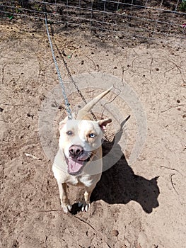 Doggy smiles and shadows in dirt