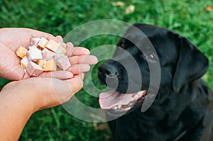 Doghunter: man gives dog poisoned food photo