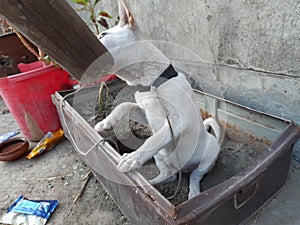 Dogi judo puppy biting bamboo on rooftop photo