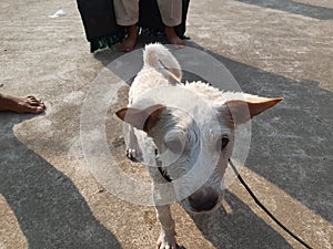 Dogi judo puppy loking for food