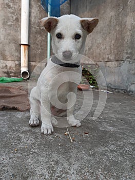 Dogi judo puppy loking to me photo