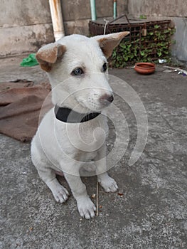 Dogi judo puppy looking to hes owner photo