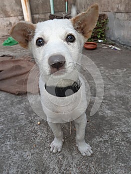 Dogi judo puppy looking to owner for food photo