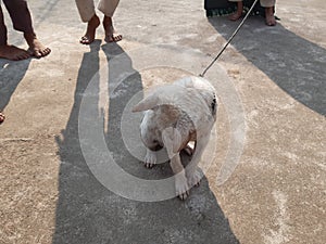 Dogi judo puppy showaring photo