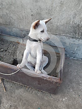 Dogi judo puppy sitdown on Trunk