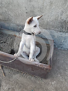 Dogi judo puppy sitdown on Trunk photo