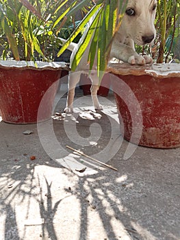 Dogi puppy playing with roof tree photo
