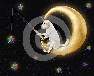 Dogicorn catching gold stars on moon