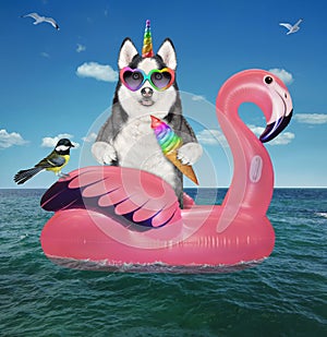 Dogicorn husky on inflatable flamingo in sea