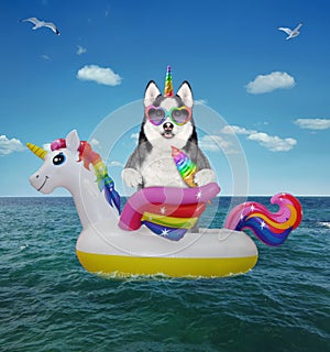 Dogicorn husky on inflatable unicorn in sea