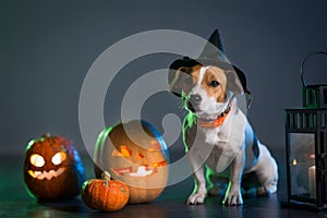 Dogl in costume for Halloween