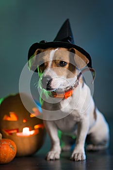 Dogl in costume for Halloween