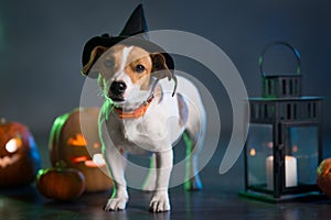 Dogl in costume for Halloween