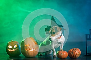 Dogl in costume for Halloween