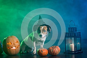 Dogl in costume for Halloween