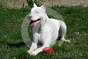 Dogo Argentine With Rugby Ball