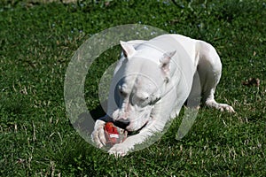 Dogo Argentine / Rugby Ball photo