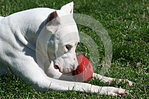 Dogo Argentine with Rugby Ball