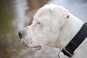 Dogo Argentino