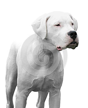 Dogo Argentino photo