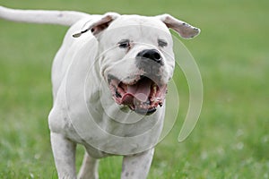 Dogo argentino