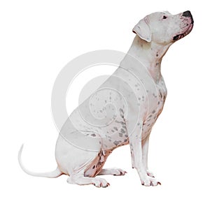 Dogo Argentino