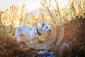 Dogo argentino in the meadow