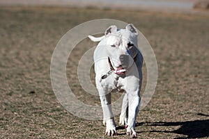 Dogo Argentino playing ears just cropped