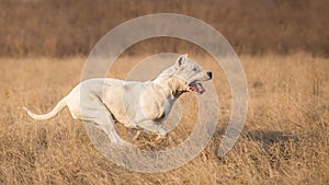 Dogo Argentino in run