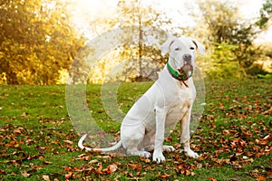 Dogo argentino sitting on grass in autumn park near red leaves. Canine background