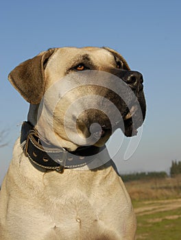 Dogo canario photo