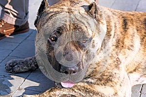 Dogo Canario close-up. The dog is light brown with black hair.