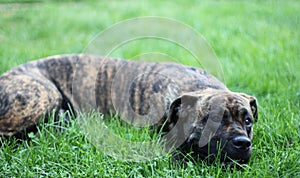 Dogo Canario photo