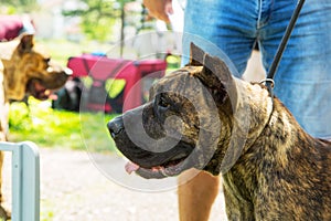 Dogo Canario, perro de presa canario puppy dog with owner in park