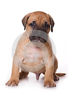 Dogo Canario puppy photo