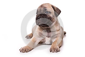 Dogo Canario puppy photo