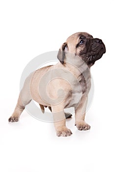 Dogo Canario puppy photo