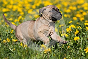 Dogo Canario puppy photo