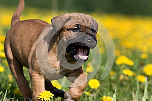Dogo Canario puppy photo