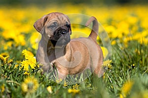 Dogo Canario puppy photo