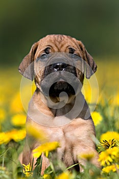 Dogo Canario puppy photo