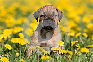 Dogo Canario puppy photo