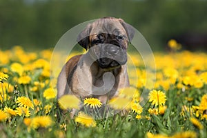 Dogo Canario puppy photo