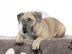 Dogo Canario puppy dog portrait. photo