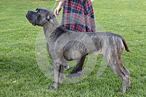 Dogo Canario stands next to his mistress against a green lawn.