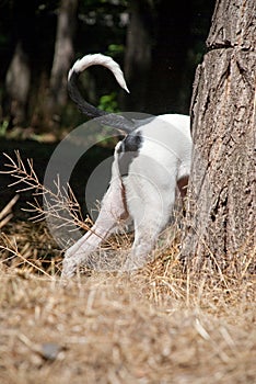 Dogo hid behind a tree, tail peeps