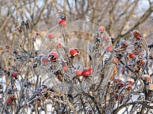 Dogrose berries in winter